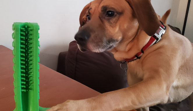 寵物用品爆發(fā)“侵權(quán)潮”，上百家店鋪栽了