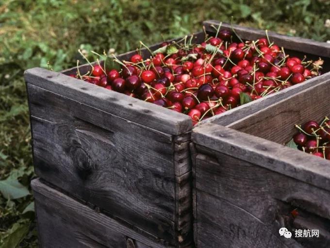 冷藏箱短缺促使季節(jié)性貨物走向空運(yùn)，航空貨運(yùn)市場面臨更大壓力