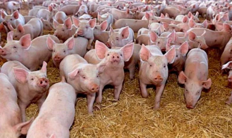 印度暴發(fā)高危新疫情，“尚無疫苗”！巴西發(fā)現(xiàn)兩例非典型瘋牛病病例！10萬頭英國豬慘了