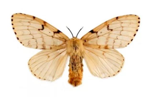 美國農(nóng)業(yè)部發(fā)布COVID-19對AGM證書的影響指南