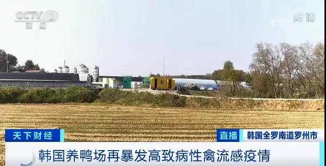 緊急！多國(guó)暴發(fā)禽流感疫情！這里最高級(jí)別警報(bào)拉響！