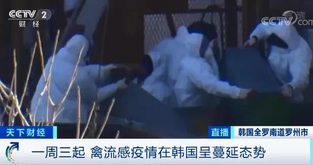 緊急！多國(guó)暴發(fā)禽流感疫情！這里最高級(jí)別警報(bào)拉響！