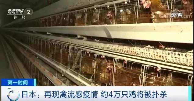 緊急！多國(guó)暴發(fā)禽流感疫情！這里最高級(jí)別警報(bào)拉響！