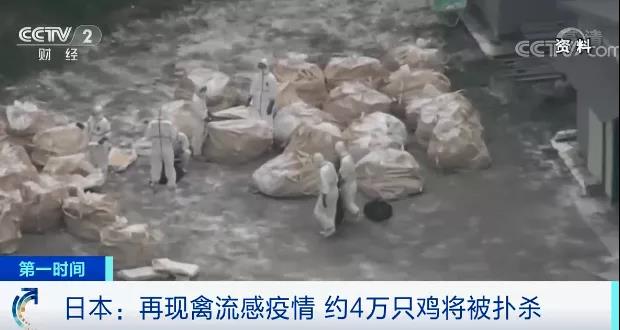 緊急！多國(guó)暴發(fā)禽流感疫情！這里最高級(jí)別警報(bào)拉響！