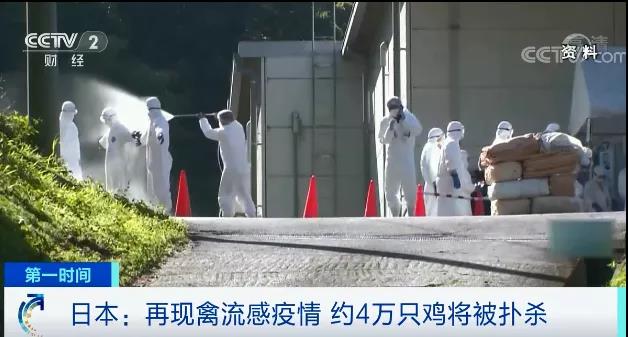 緊急！多國(guó)暴發(fā)禽流感疫情！這里最高級(jí)別警報(bào)拉響！