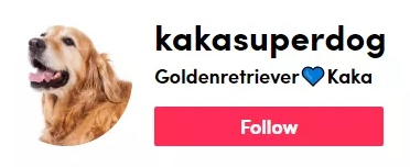 萌寵市場(chǎng)如火如荼，TikTok電商賣(mài)家該如何玩好“它經(jīng)濟(jì)”？