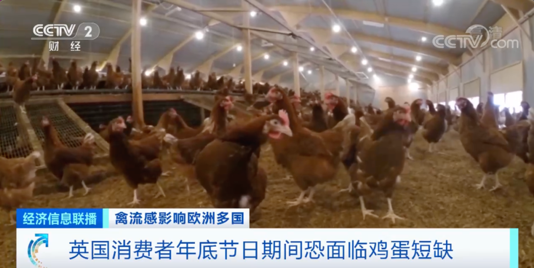 麻煩了！ “史上最嚴(yán)重”，近十個國家爆發(fā)禽流感！超過5230萬只禽類被宰殺......