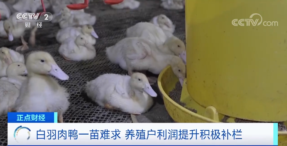 搶瘋了！漲價(jià)超300%，還得排一個(gè)月隊(duì)！