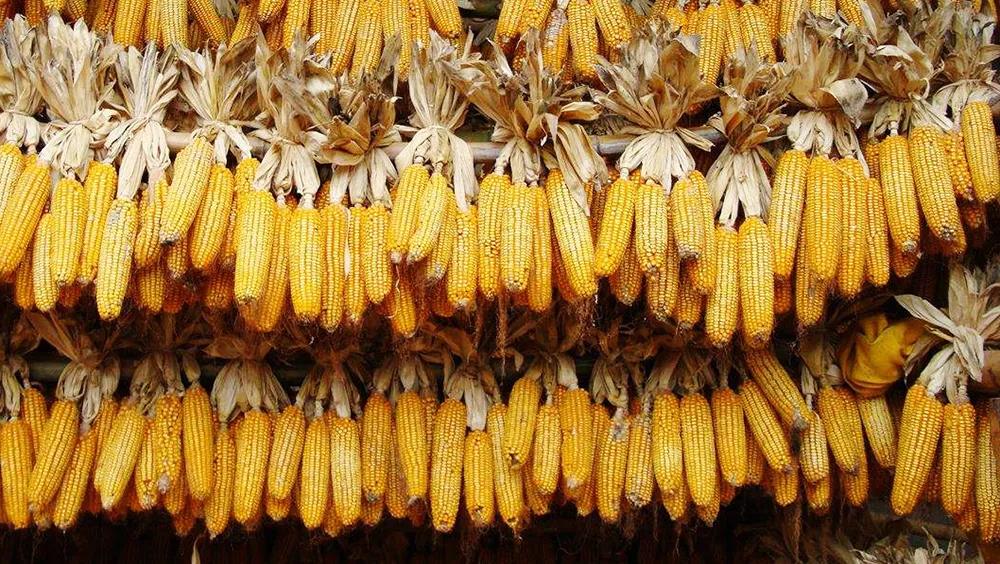 同比增長(zhǎng)11倍！中國(guó)玉米進(jìn)口量創(chuàng)歷史新高
