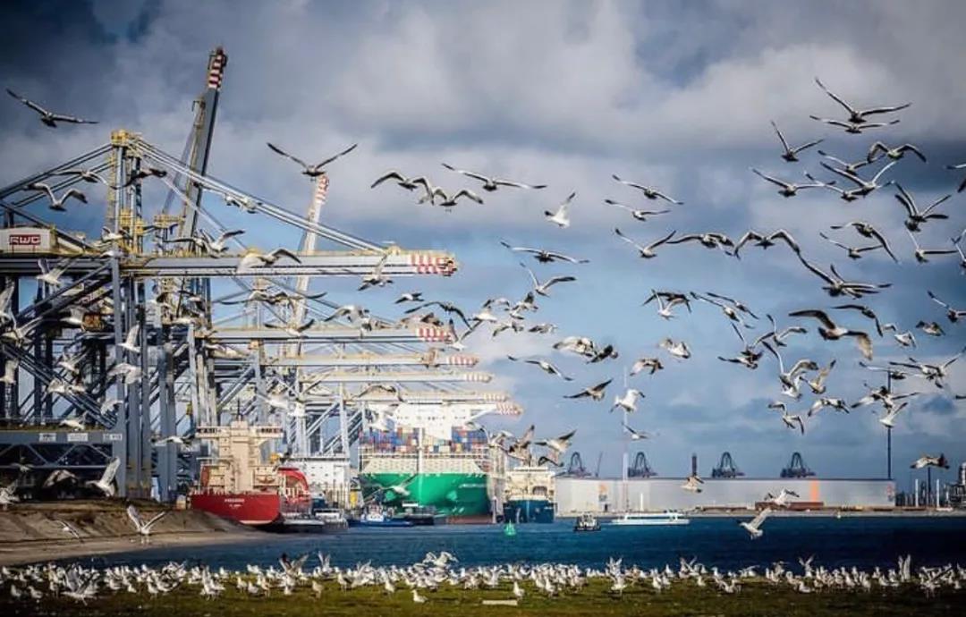 2020年三季度最掙錢的全球班輪公司top100